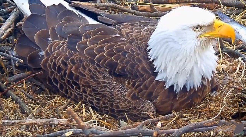 Solve Brooding jigsaw puzzle online with 45 pieces Solve Brooding jigsaw puzzle online with 45 pieces