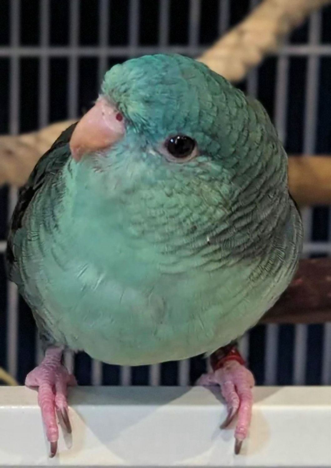 Image result for Solve Parrotlet jigsaw puzzle online with 96 pieces