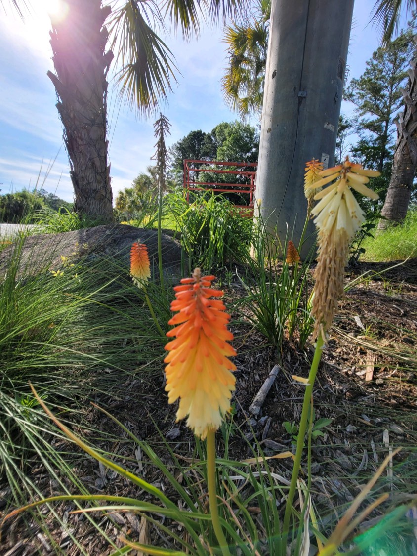 Solve What is it? jigsaw puzzle online with 35 pieces