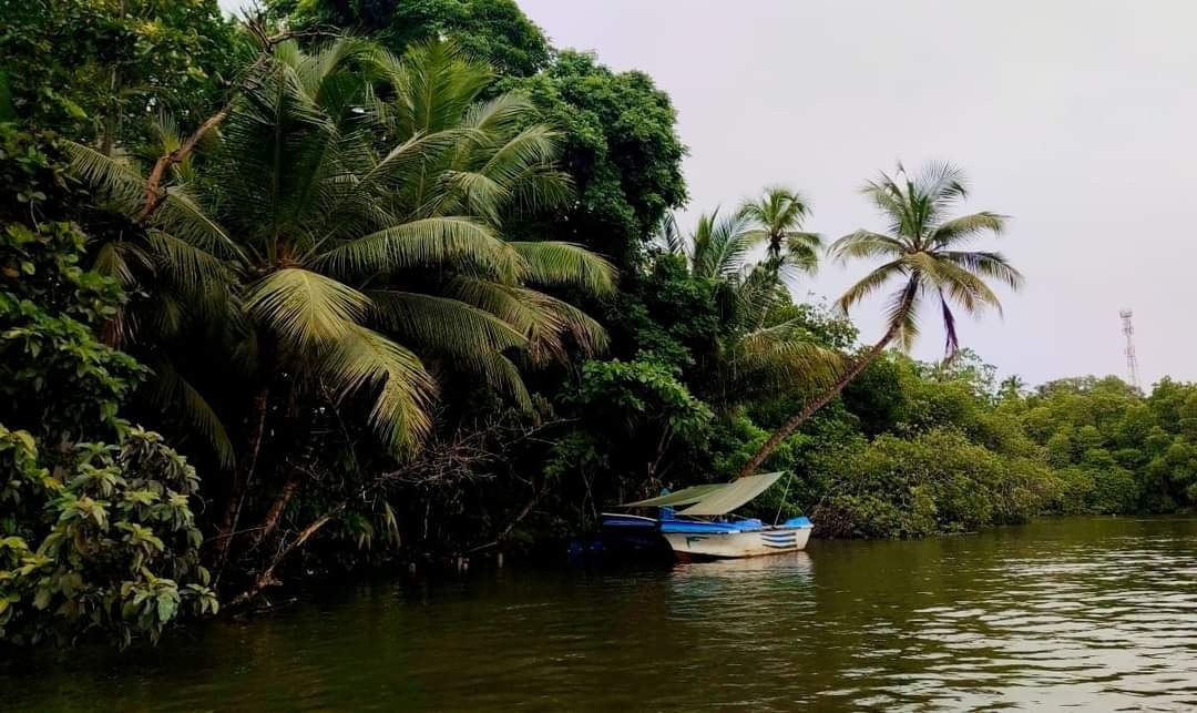 Solve Madu River, Sri Lanka jigsaw puzzle online with 77 pieces