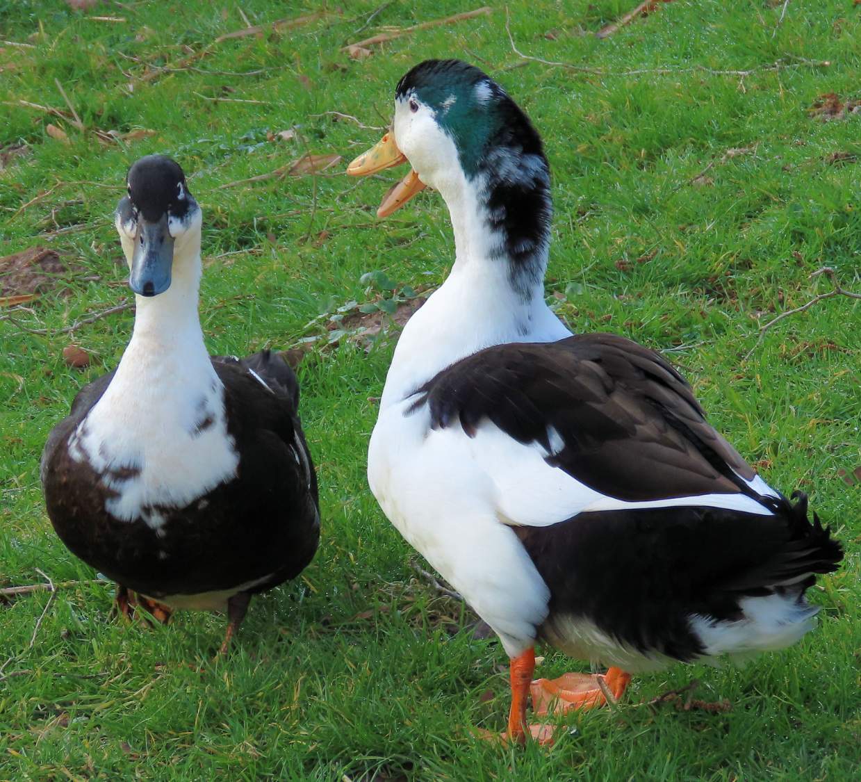 Solve noisy ducks jigsaw puzzle online with 56 pieces