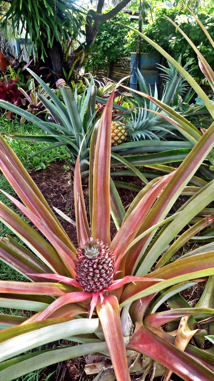 Solve PINEAPPLE BUD, a few hours ago jigsaw puzzle online with 40 pieces