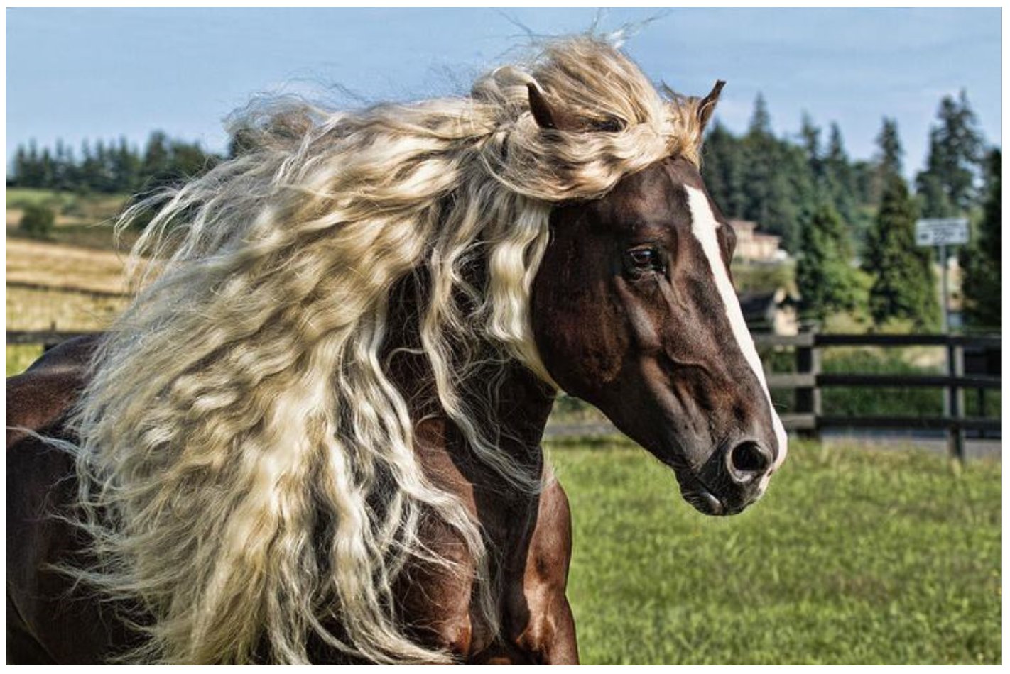 most expensive stud fee horse - Ilustrasi 3