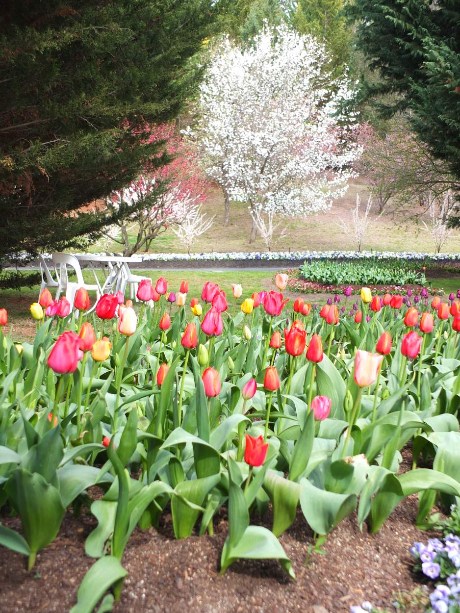 Solve Tulip Top Gardens Canberra jigsaw puzzle online with 80 pieces