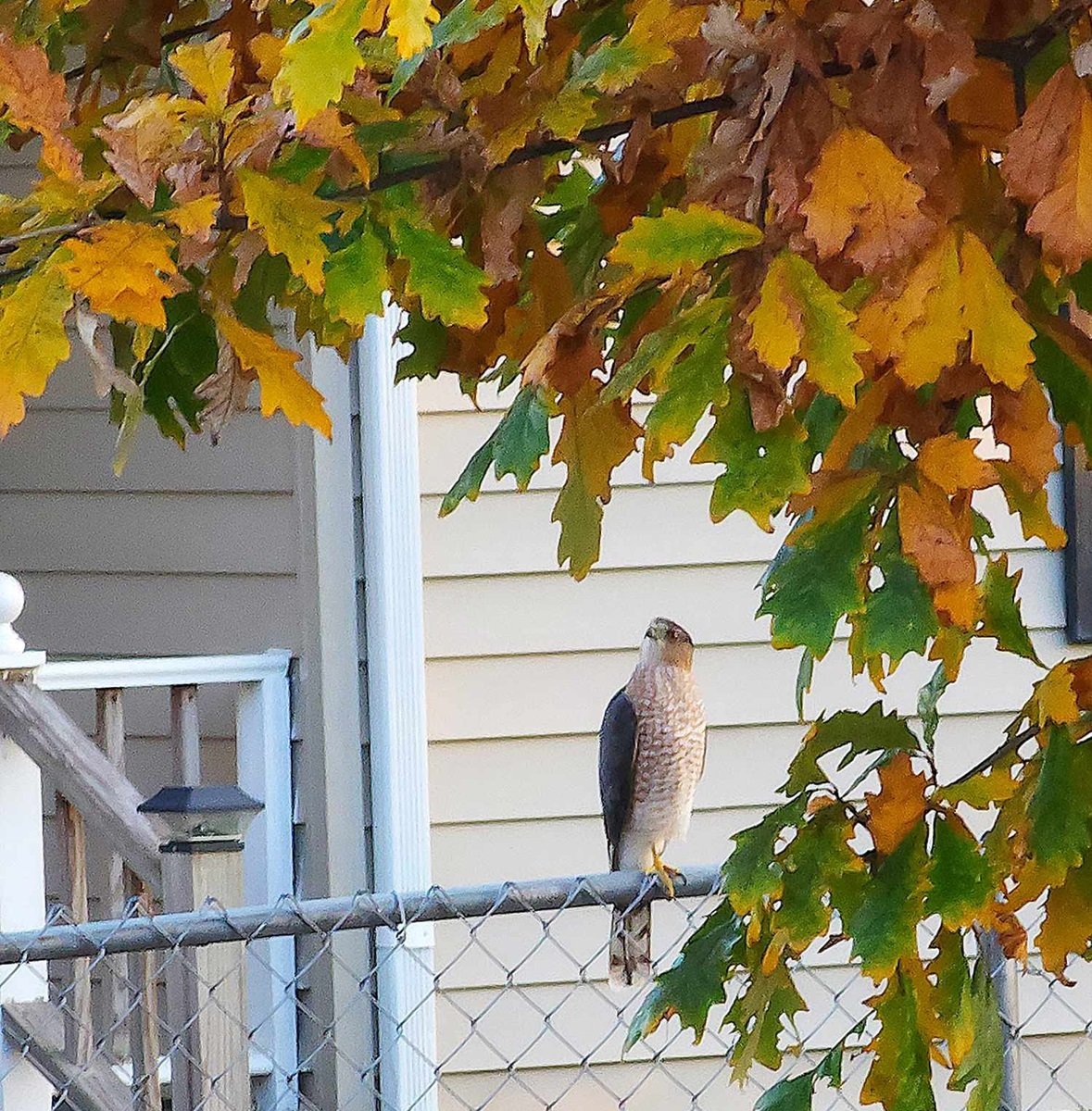 Solve Coopers Hawk on the neighbor's fence, Knoxville, TN jigsaw puzzle