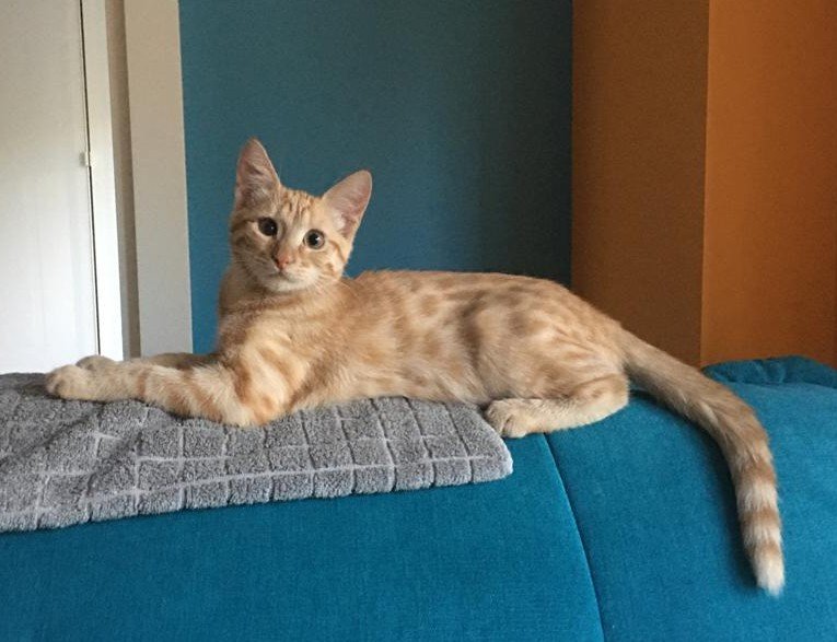 Solve Ginger Cat jigsaw puzzle online with 88 pieces