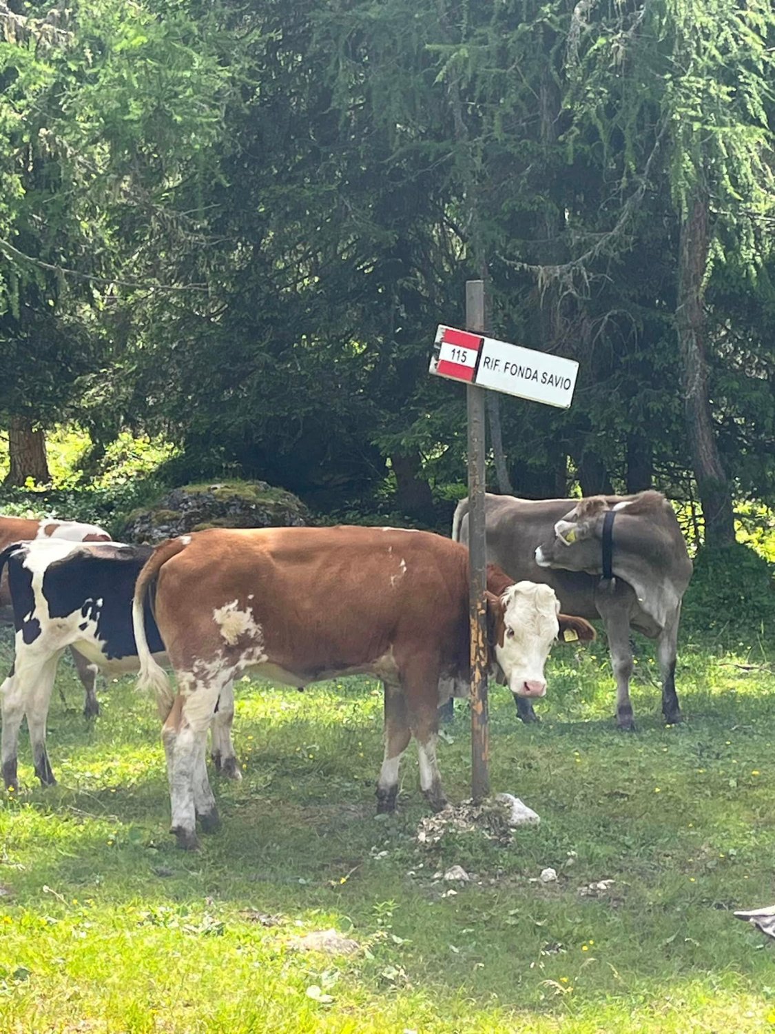 Solve Pastvina v Dolomitech Pasture in the Dolomites jigsaw puzzle
