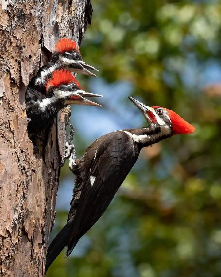 Solve Woodpecker family jigsaw puzzle online with 20 pieces