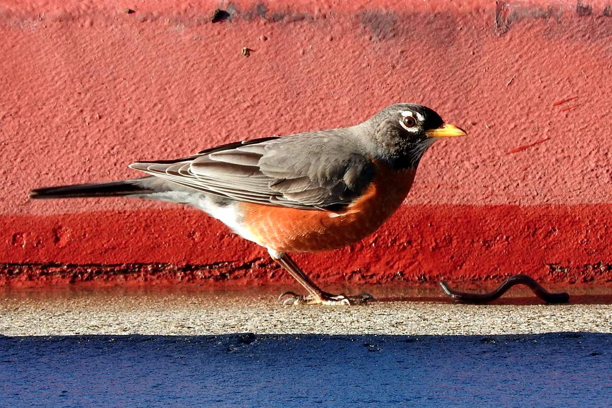 Solve American Robin at Paloma Elementary School, San Marcos