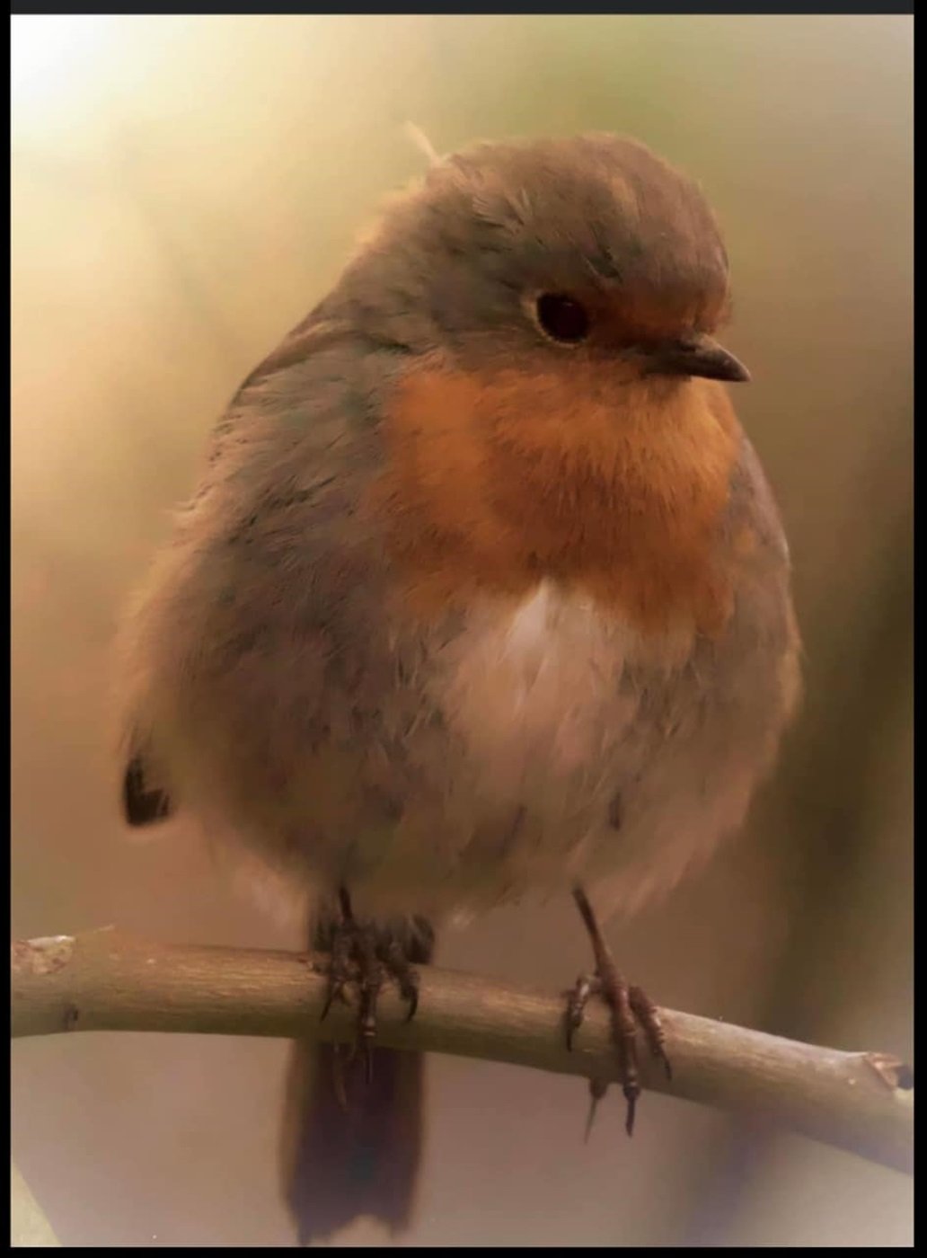 Solve A Plump Little Robin With the Sun on Its back in Perth, Scotland