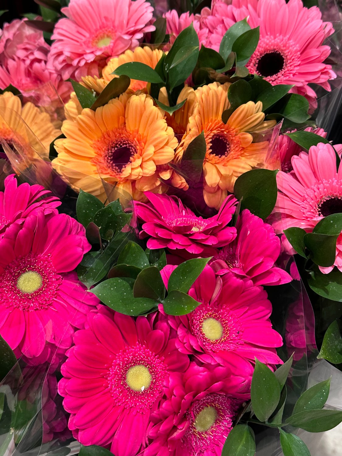 Solve Gerbera daisies jigsaw puzzle online with 63 pieces