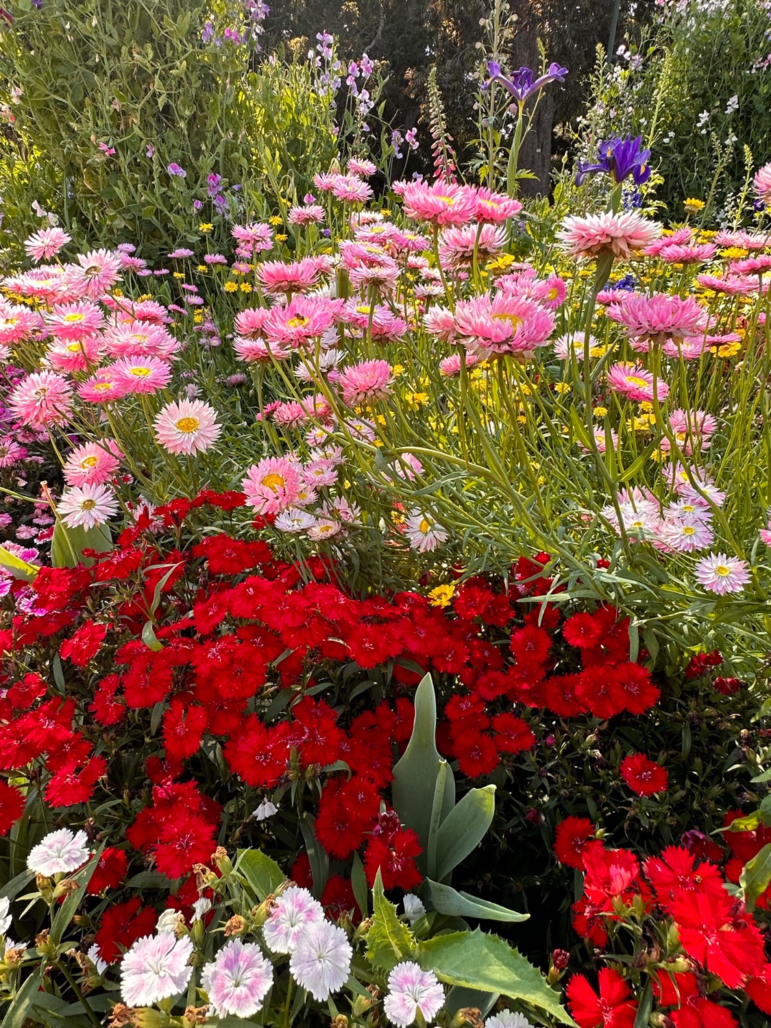 Solve Festival of Flowers Toowoomba Australia jigsaw puzzle online with