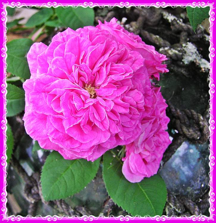 Solve My Old Fashioned Rose. jigsaw puzzle online with 9 pieces
