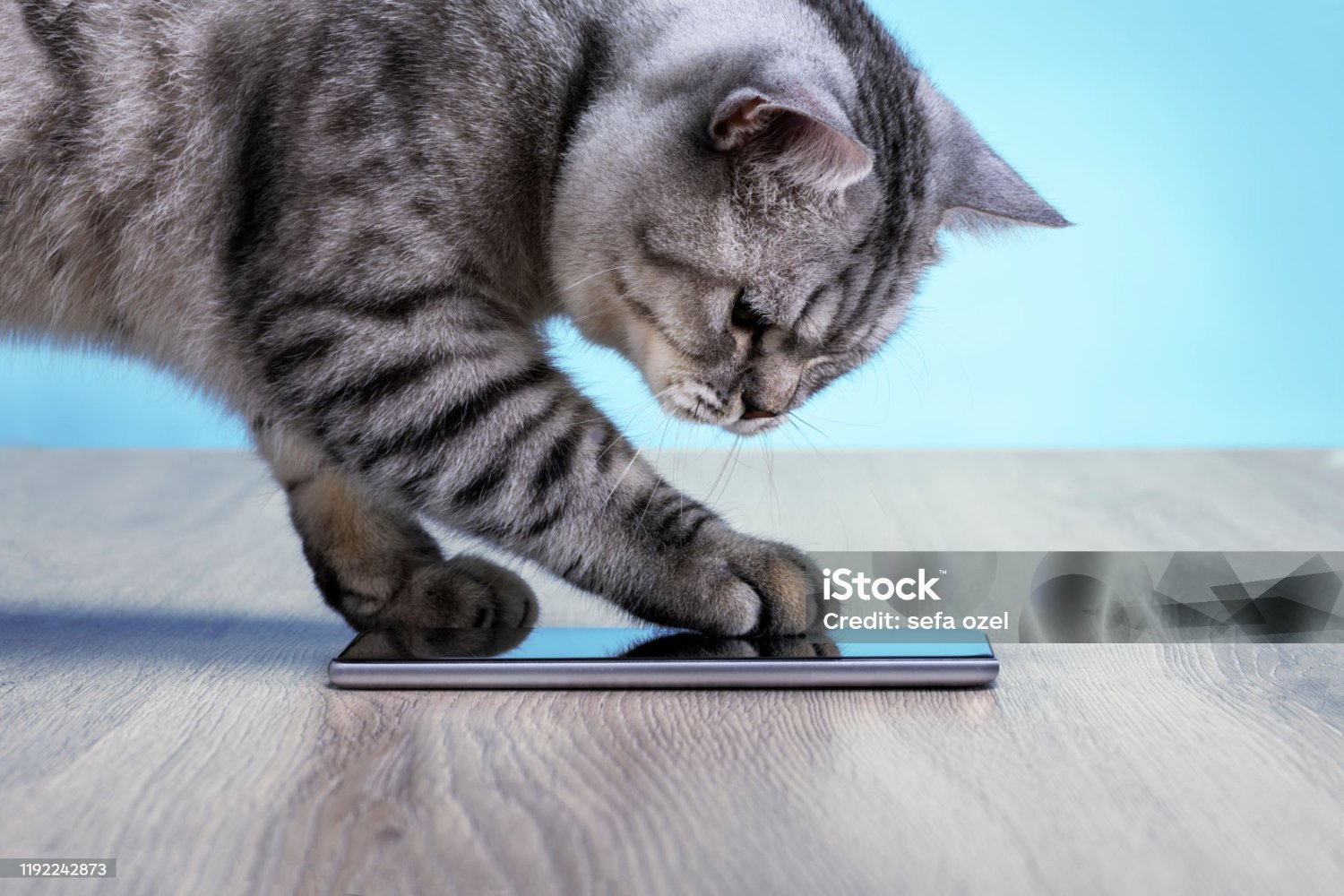Jigsaw Puzzle 15 pieces Cat texting his can opener (mom)... Jigidi