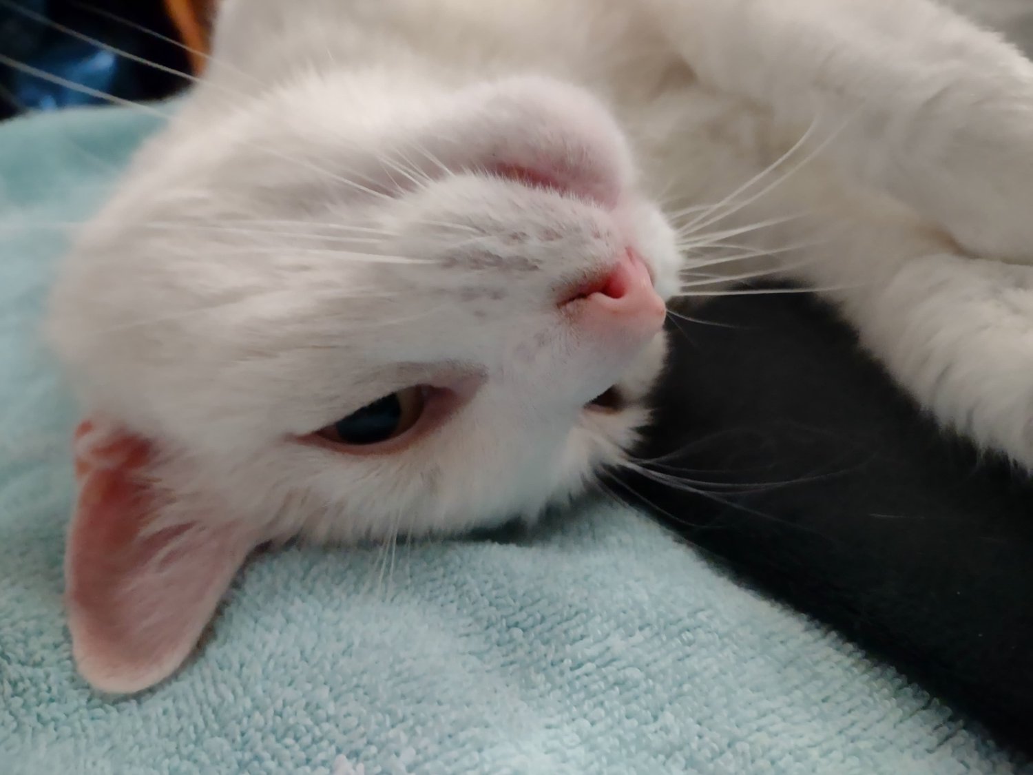 Solve Remembering Lily 0946 Upside down pose jigsaw puzzle online