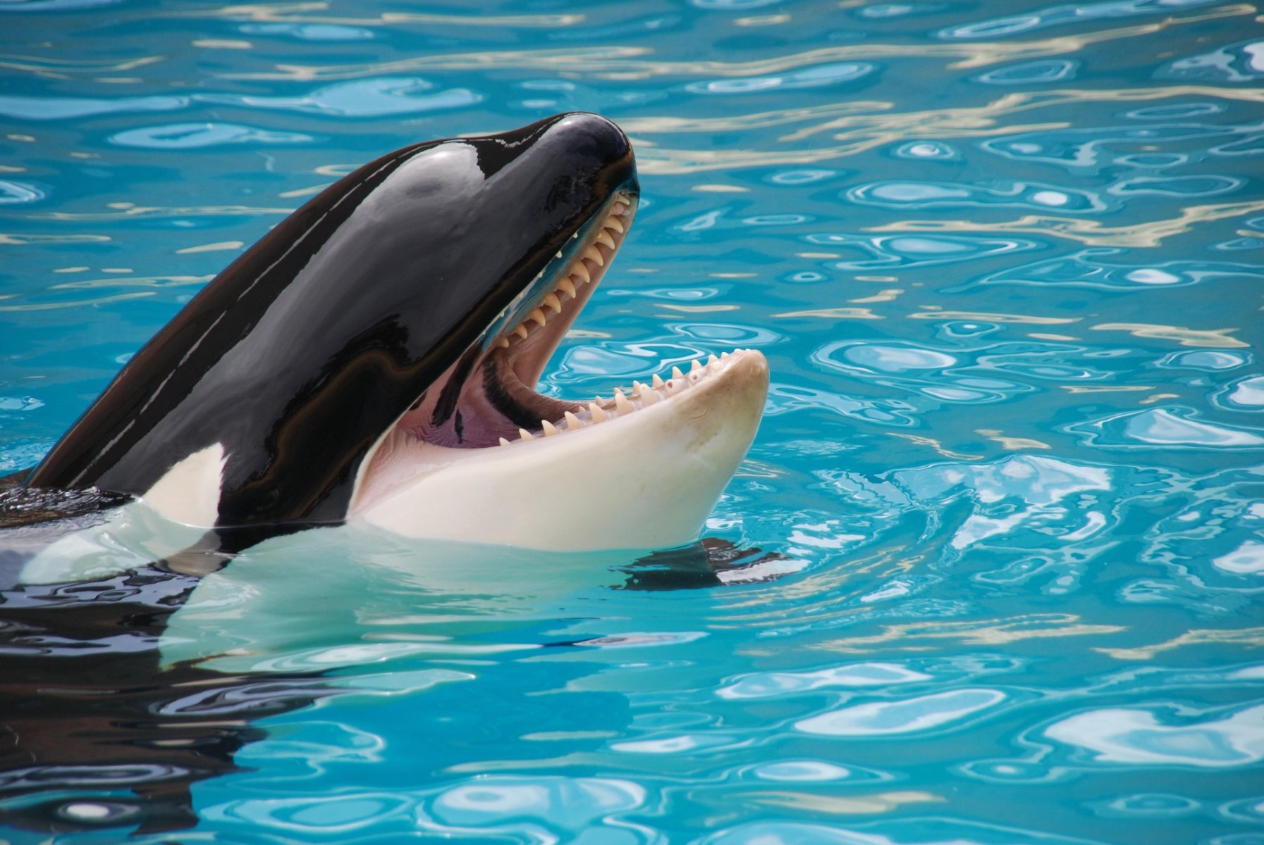 Solve Orca jigsaw puzzle online with 54 pieces