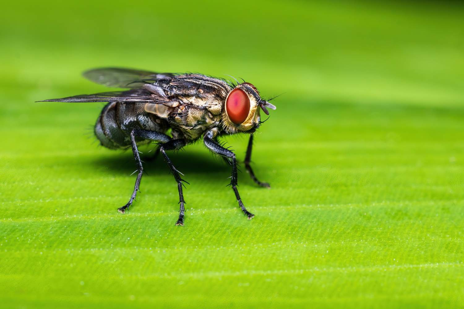 Fly Pic Solve macro pic of fly at Cairns Botanic Gardens, Collins Avenue, Edge ...