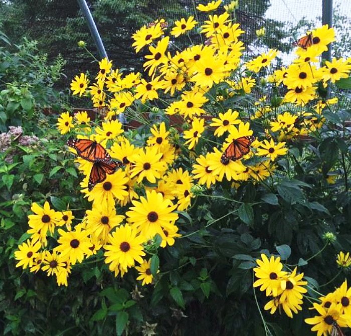 Solve Butterfly Gardens of Wisconsin — Appleton jigsaw puzzle online