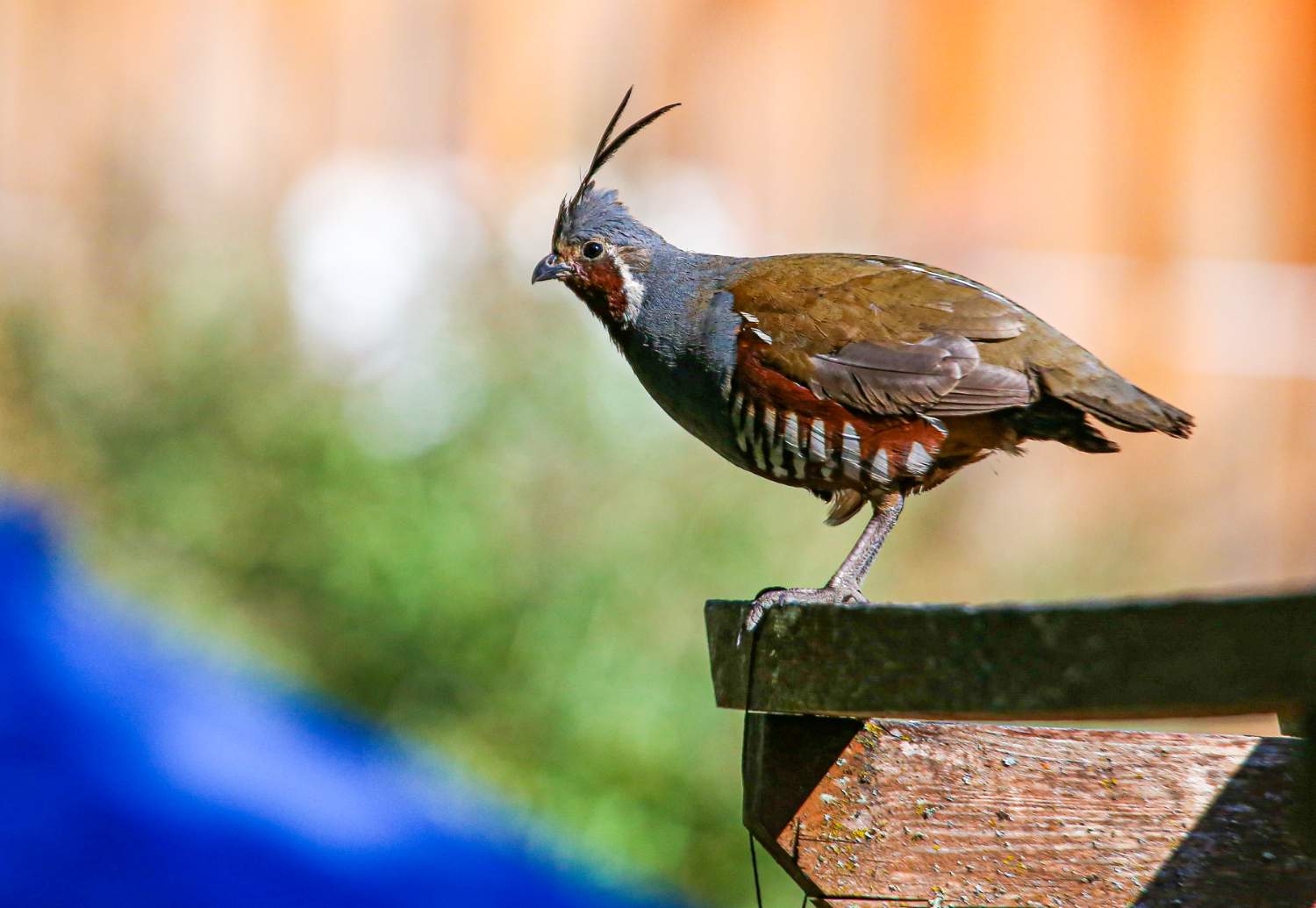 Solve MOUNTAIN QUAIL jigsaw puzzle online with 88 pieces