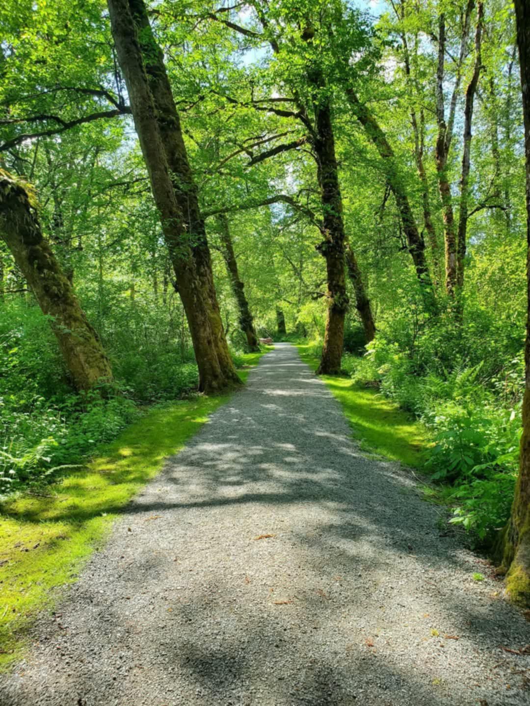 Solve long path jigsaw puzzle online with 300 pieces