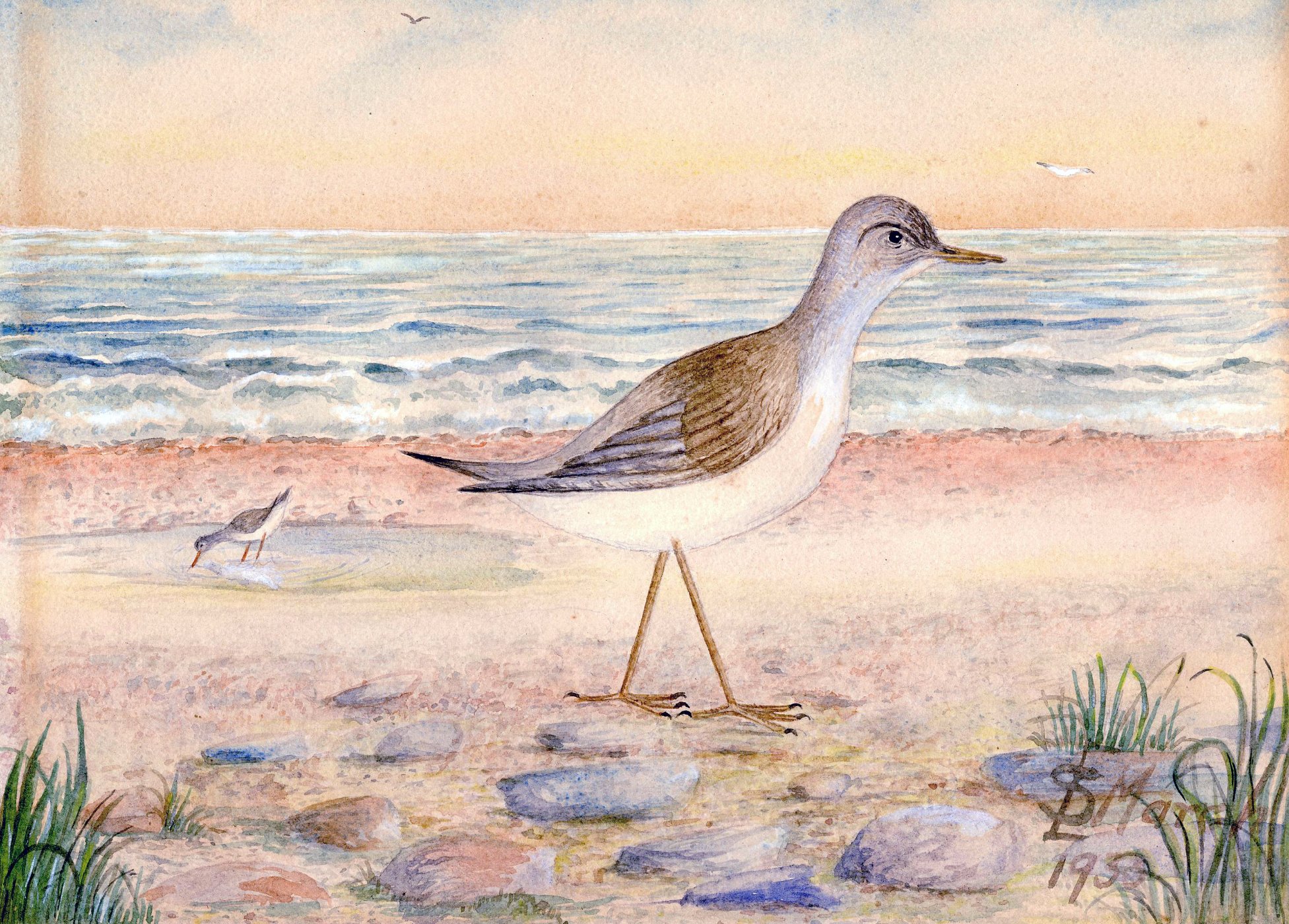 Solve Plovers jigsaw puzzle online with 70 pieces