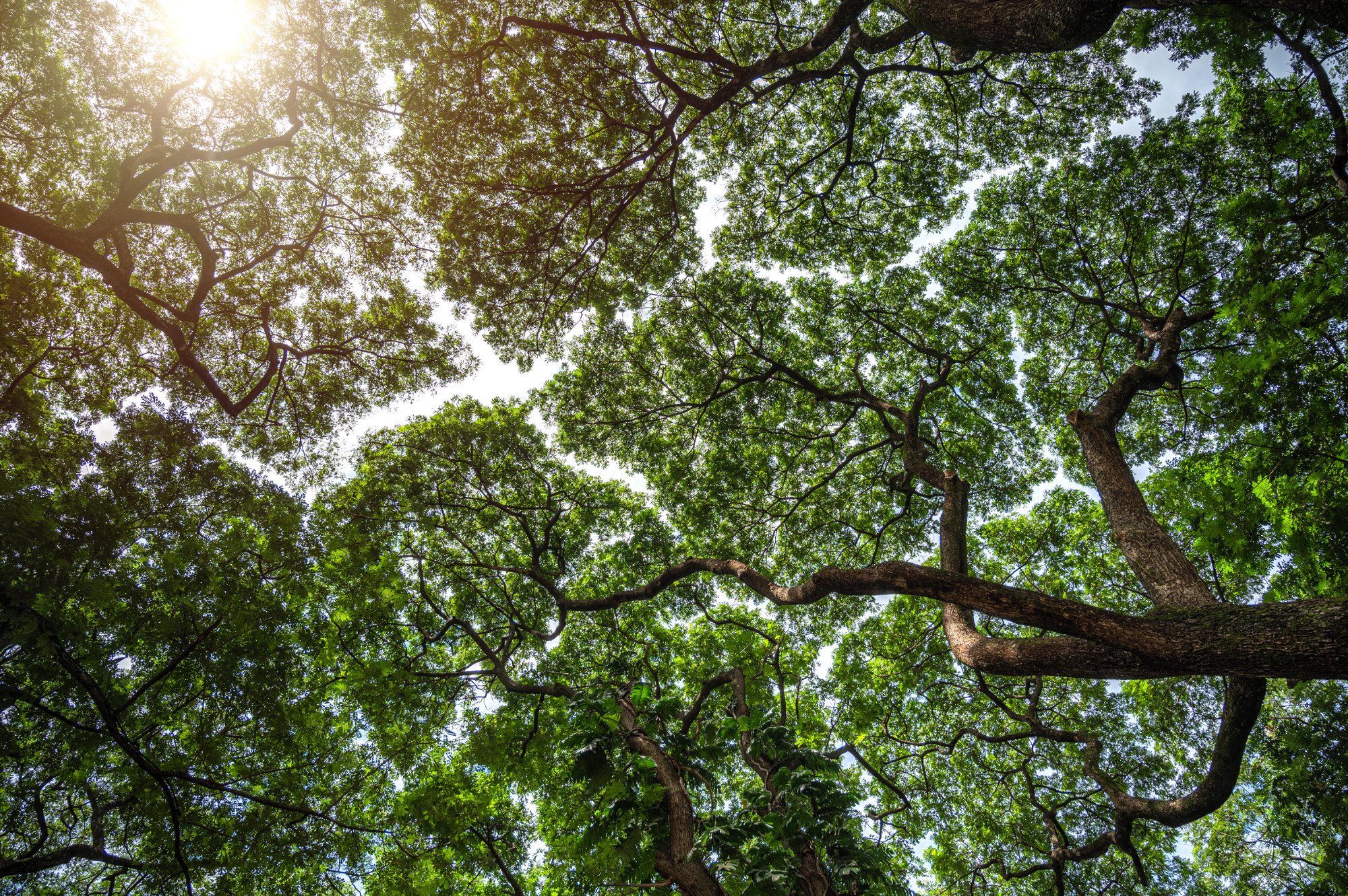 Solve Hoge bomen vangen veel wind 🎣 jigsaw puzzle online with 600 pieces