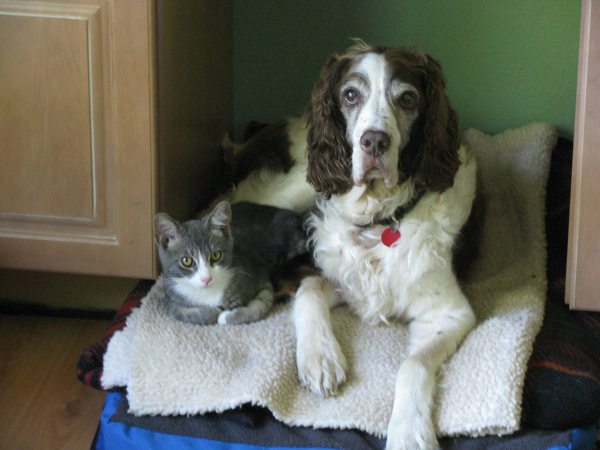 Solve Cat and Dog jigsaw puzzle online with 63 pieces