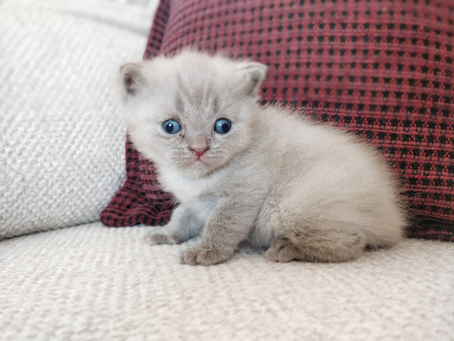 Solve I see two kitty litters jigsaw puzzle online with 20 pieces