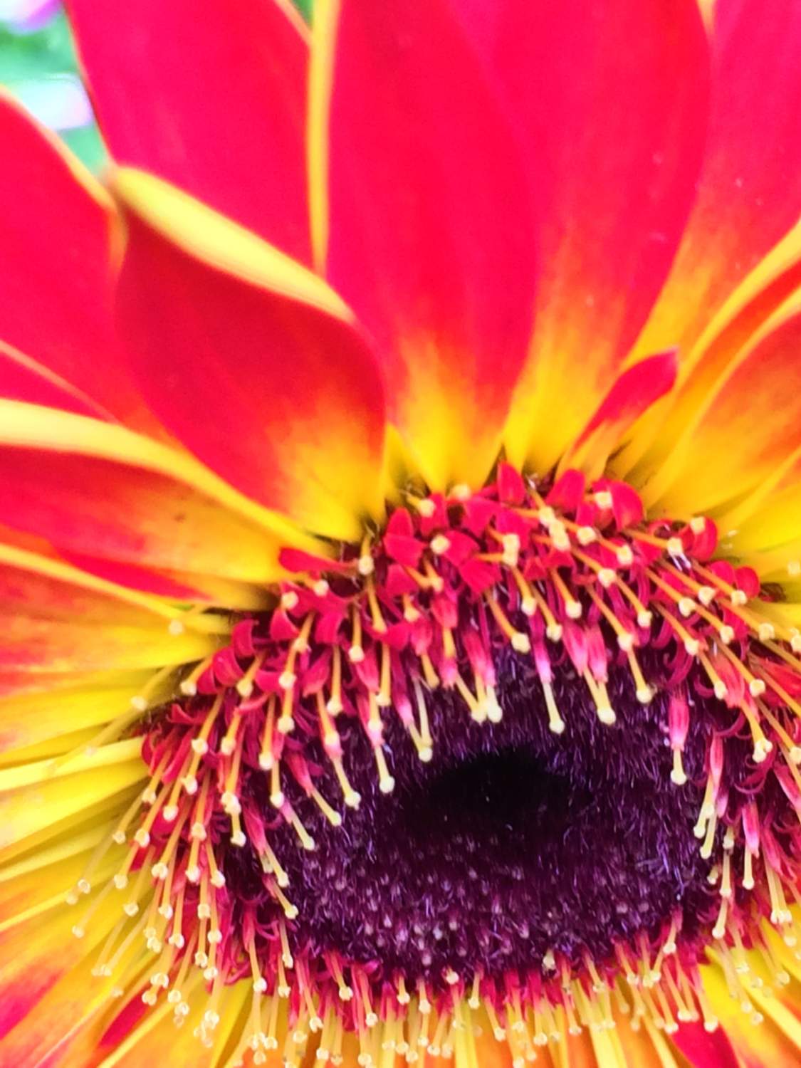 Solve almost abstractgerbera daisymore challenging jigsaw puzzle