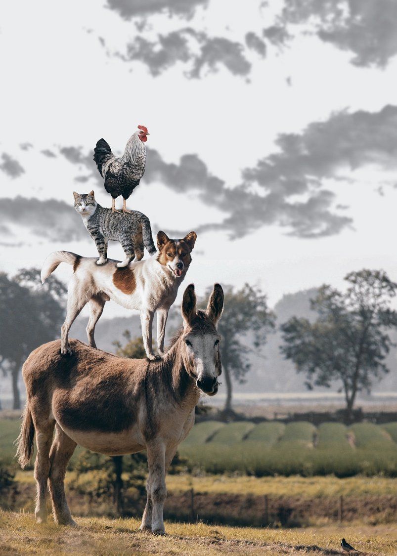 Solve A Stack of Animals jigsaw puzzle online with 12 pieces