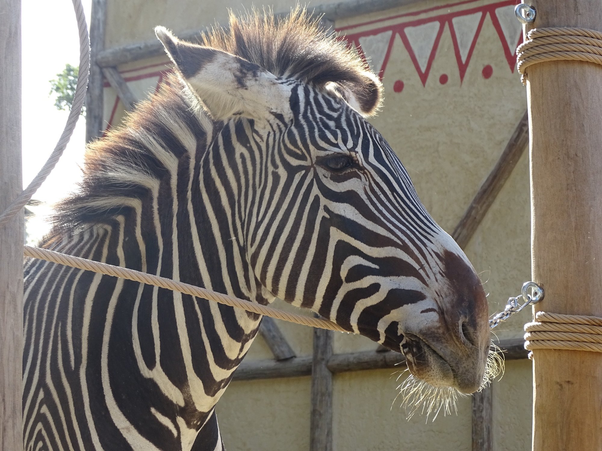 Solve zebra jigsaw puzzle online with 500 pieces