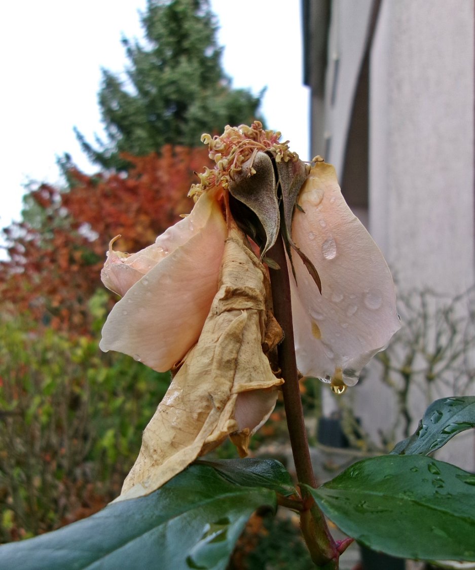 Solve TAKOVÝ JE ŽIVOT jigsaw puzzle online with 12 pieces