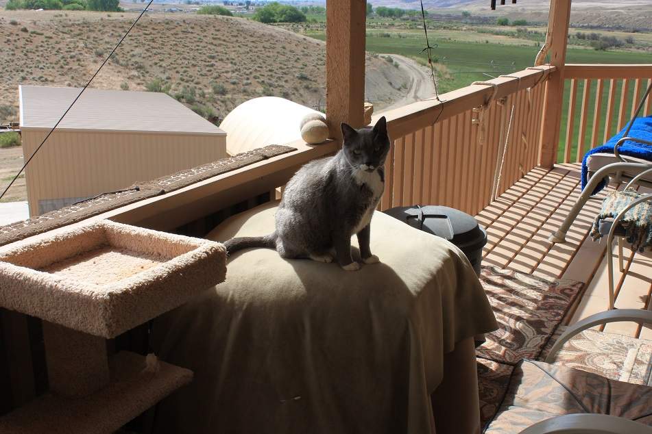 Solve Ivan the elusive (the largest of the garage cats) the three are