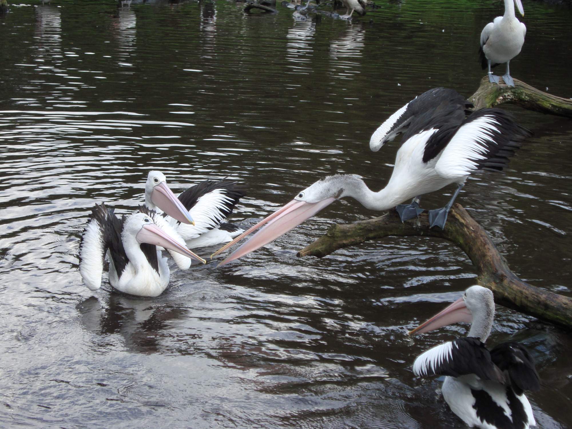 Solve VPR-pelikan jigsaw puzzle online with 540 pieces