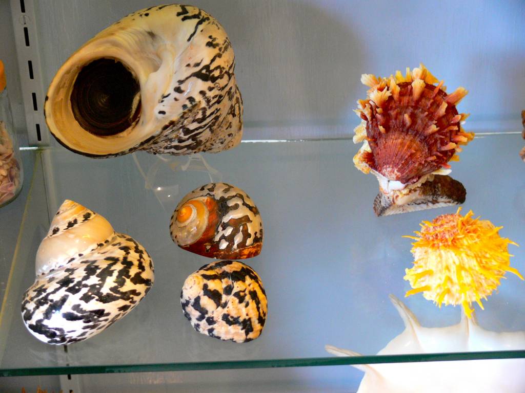 Solve Requested by photogent-Both sides of West Indian Topshell. jigsaw ...