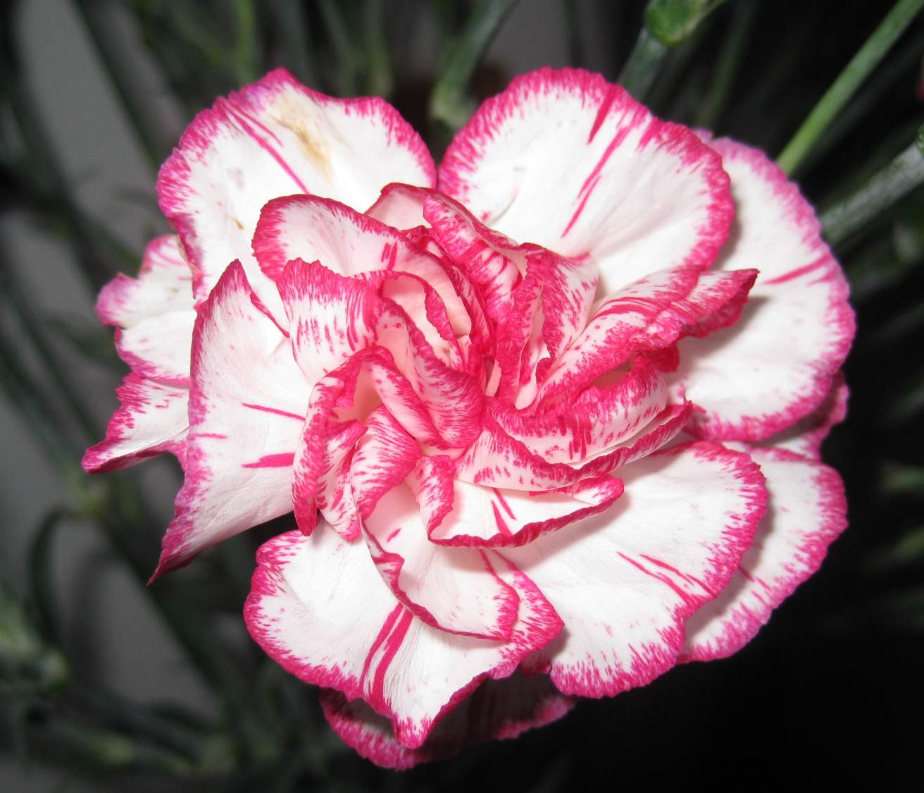 Solve Spray carnation (1) jigsaw puzzle online with 42 pieces