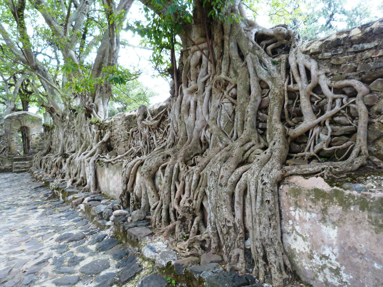 Solve Interesting tree roots jigsaw puzzle online with 130 pieces