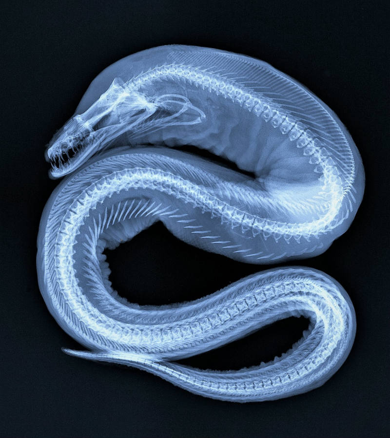 Solve THEME ''Amphibians, Fish & Reptiles'' . . . Viper Moray Eel