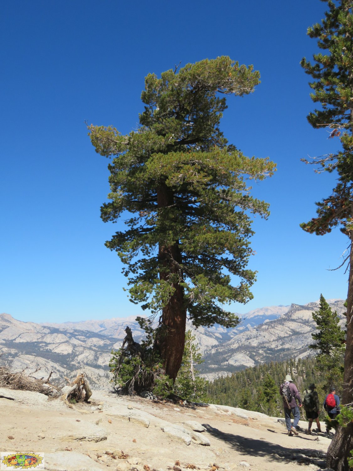 Solve Stand Alone. Stand Tall! jigsaw puzzle online with 88 pieces