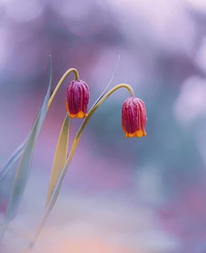 Solve Fritillaria A Captivating Flower That Will Capture Your