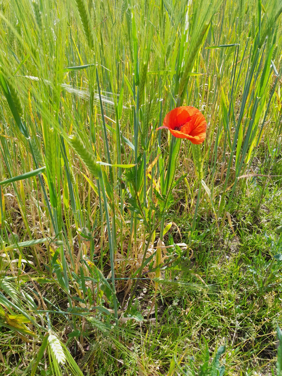 1000 Teile Puzzle Weiße Blume - Erwachsenen Puzzle Für Zuhause