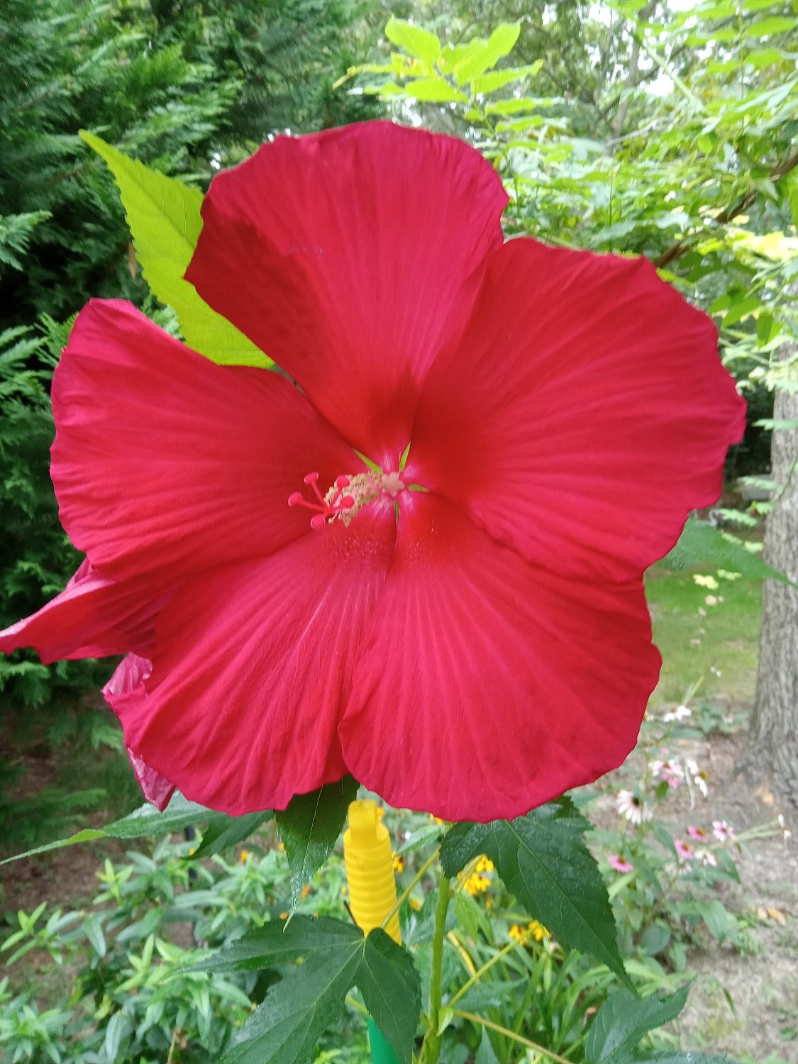 Solve Hibiscus jigsaw puzzle online with 300 pieces