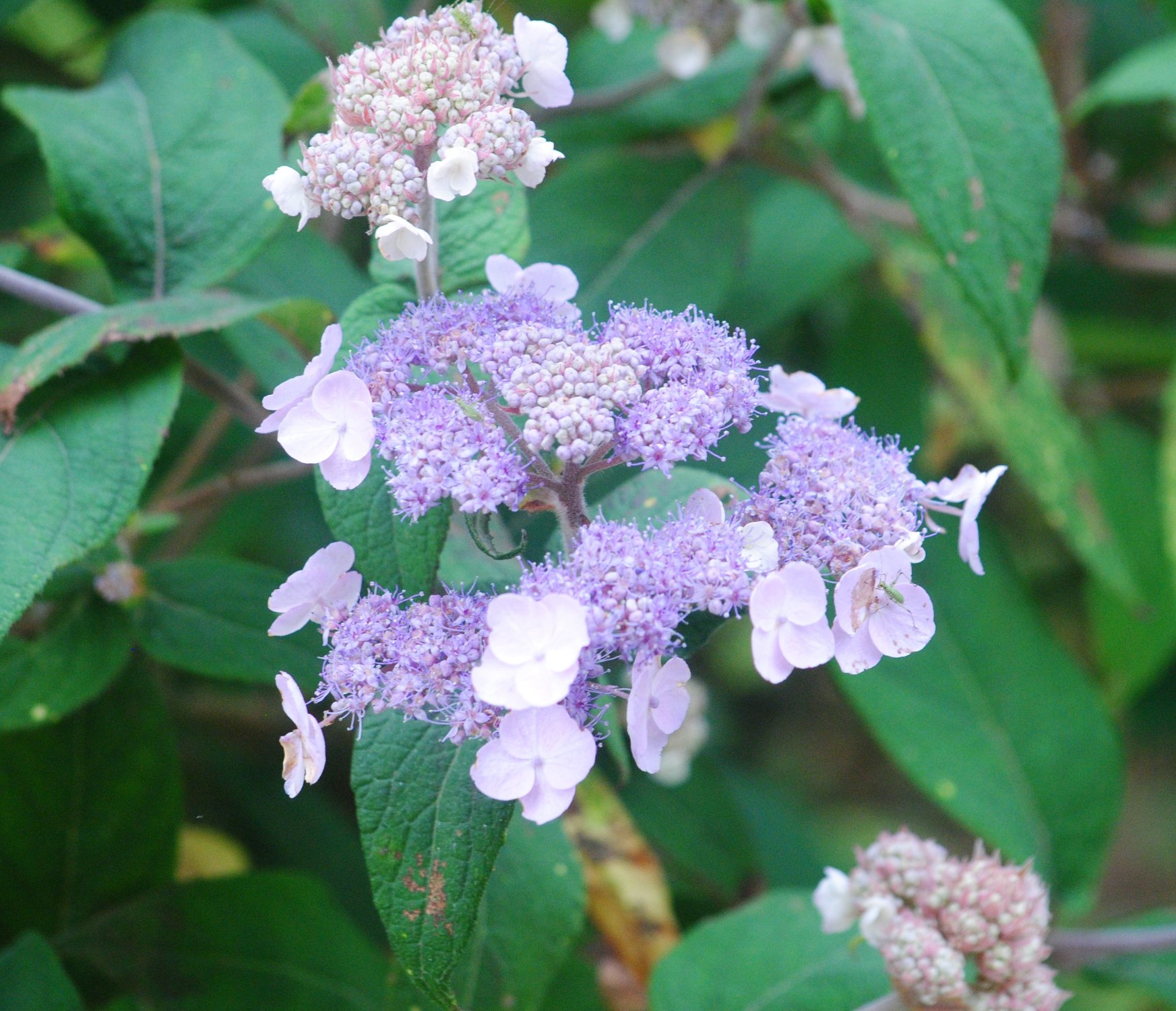 Solve Hortenzie Drsn Jigsaw Puzzle Online With 72 Pieces solve-hortenzie-drsn-jigsaw-puzzle-online-with-72-pieces