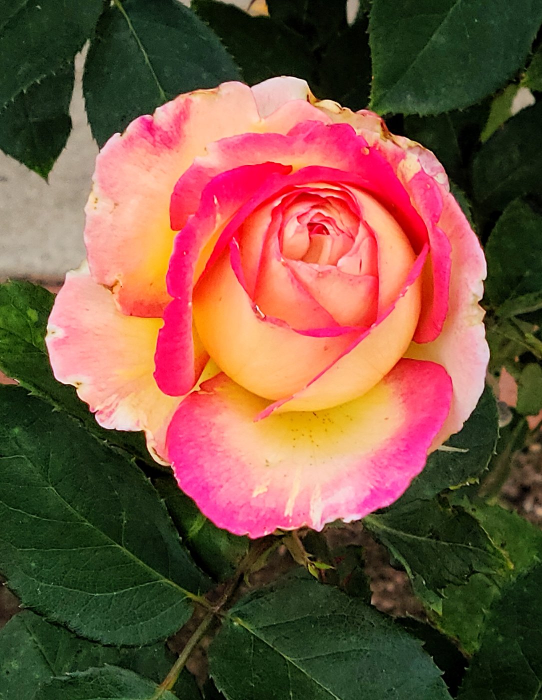 Multi Color Roses Jigsaw Puzzle | Multi-colored Rose Blossom | 35 pieces | Jigidi