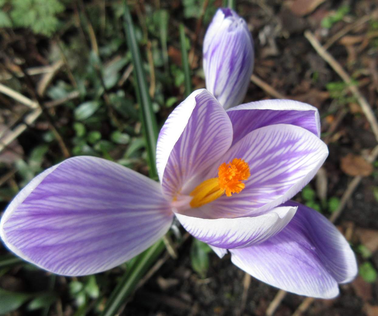 Solve Crocus....open! jigsaw puzzle online with 30 pieces