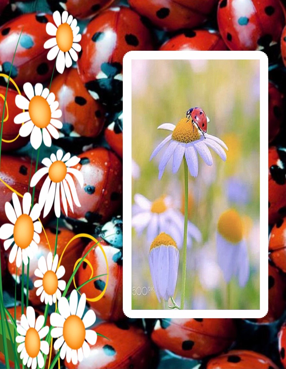 Solve Ladybugs &amp; Daisies jigsaw puzzle online with 204 pieces