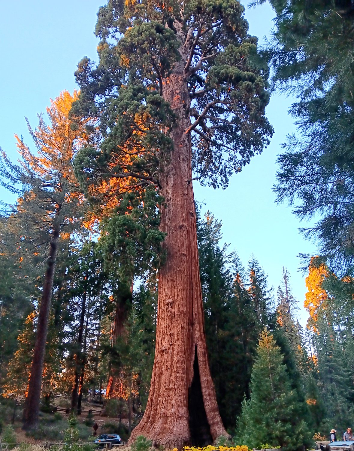 Solve Sequoia National Park Tree jigsaw puzzle online with 300 pieces