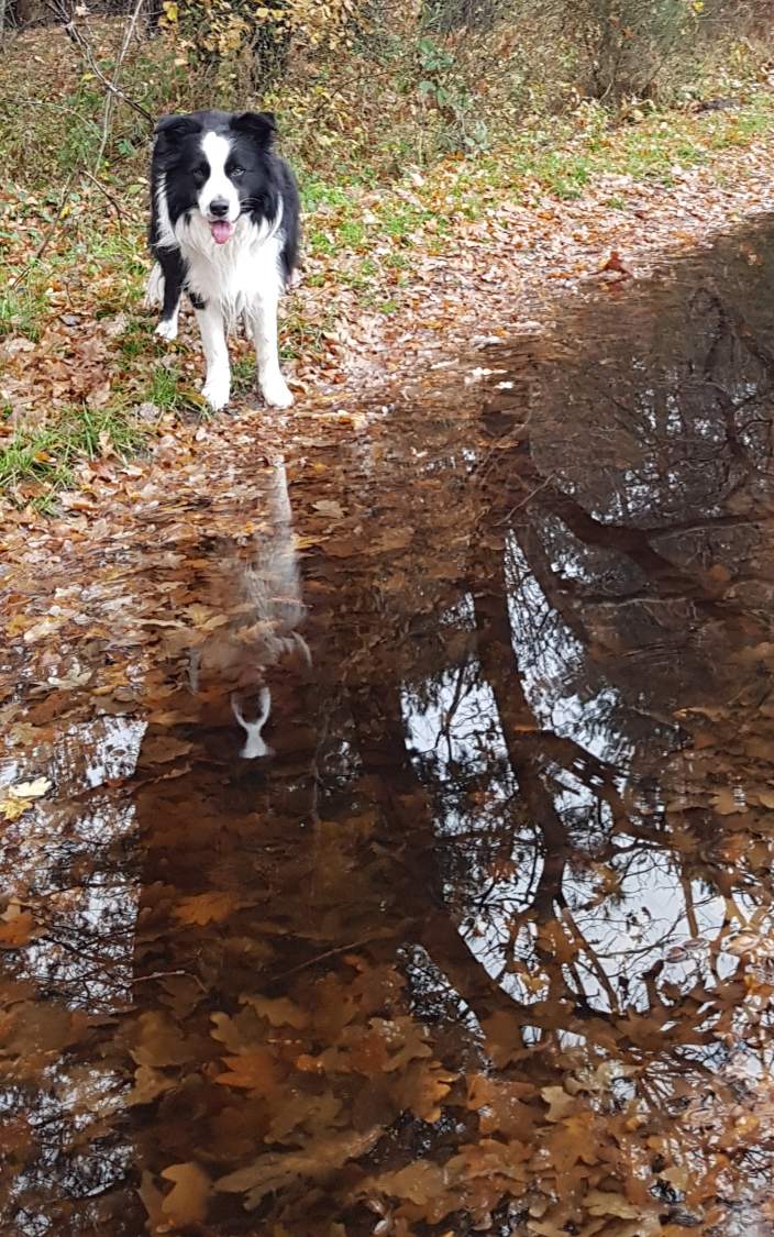 Solve Ollie on a walk ️ jigsaw puzzle online with 24 pieces