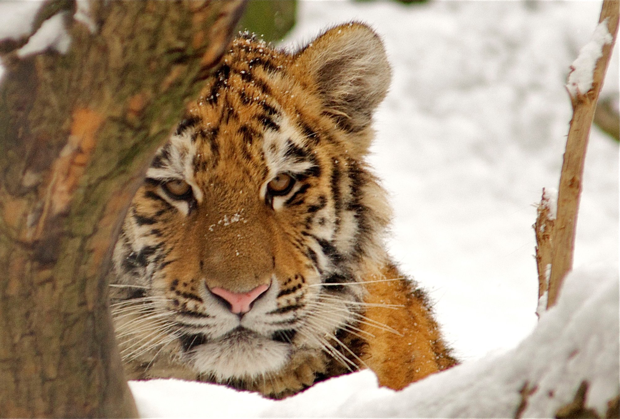 Solve He saw me before I saw him. jigsaw puzzle online with 77 pieces