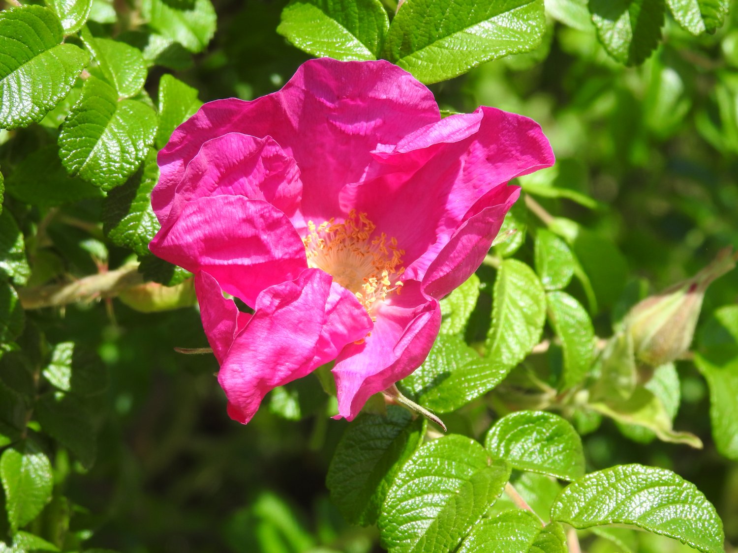 Solve Wild Rose Jigsaw Puzzle Online With 12 Pieces solve-wild-rose-jigsaw-puzzle-online-with-12-pieces